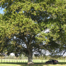 Silver maple- Cambridge Tree Trust